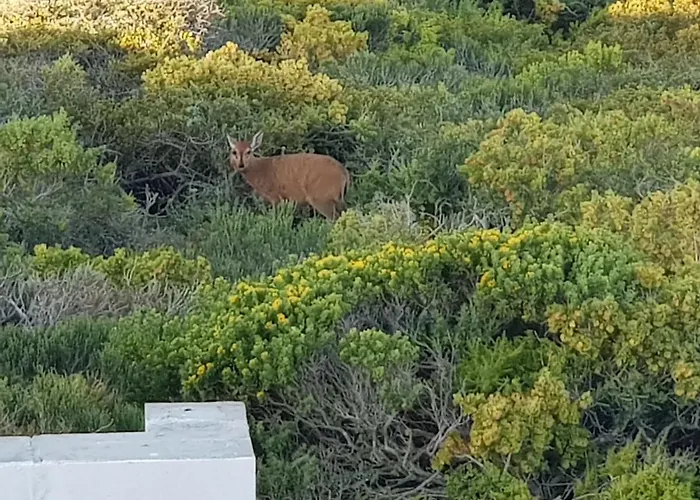 Yzerfontein Memories